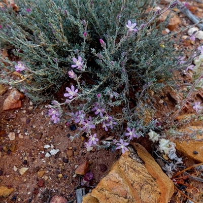 Unverified Other Shrub at Menzies, WA - 14 Sep 2024 by Paul4K