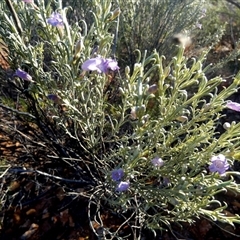 Eremophila pantonii (Broombush) at Menzies, WA - 14 Sep 2024 by Paul4K