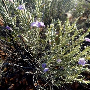 Eremophila pantonii at Menzies, WA - 14 Sep 2024 06:35 PM