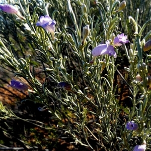 Eremophila pantonii at Menzies, WA - 14 Sep 2024