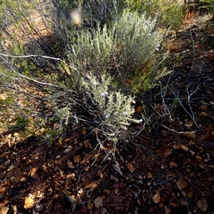 Eremophila pantonii at Menzies, WA - 14 Sep 2024 06:35 PM