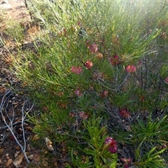 Dodonaea lobulata at Menzies, WA - 14 Sep 2024 by Paul4K