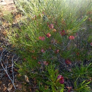 Dodonaea lobulata at Menzies, WA - 14 Sep 2024