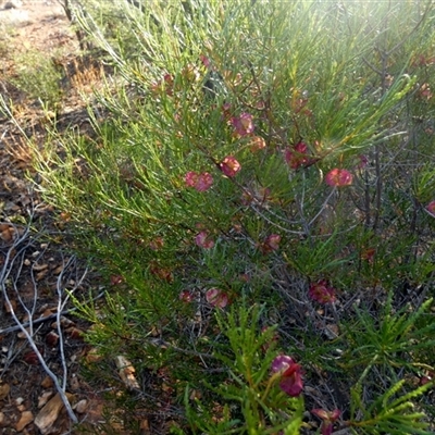 Dodonaea lobulata at Menzies, WA - 14 Sep 2024 by Paul4K