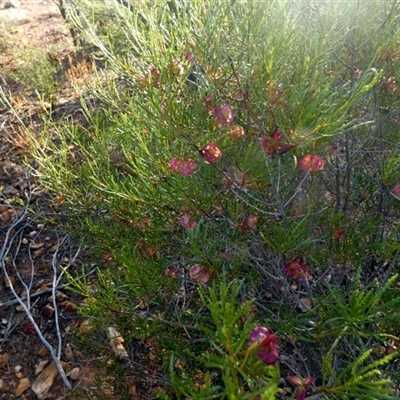 Dodonaea lobulata at Menzies, WA - 14 Sep 2024 by Paul4K