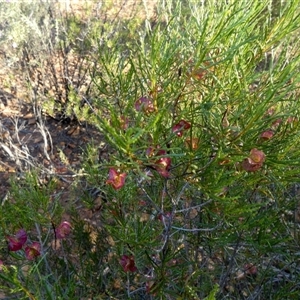 Dodonaea lobulata at Menzies, WA - 14 Sep 2024