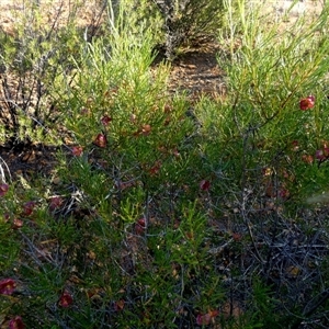 Dodonaea lobulata at Menzies, WA - 14 Sep 2024