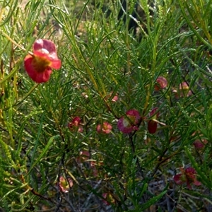 Dodonaea lobulata at Menzies, WA - 14 Sep 2024