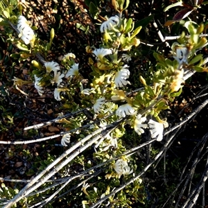 Scaevola spinescens at Menzies, WA - 14 Sep 2024