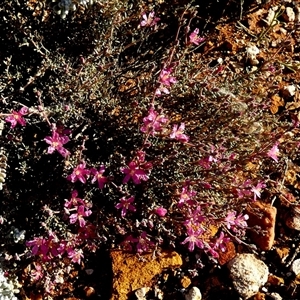 Unidentified Other Shrub at Menzies, WA by Paul4K