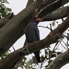 Eurystomus orientalis (Dollarbird) at Kangaroo Valley, NSW - 24 Oct 2024 by lbradley