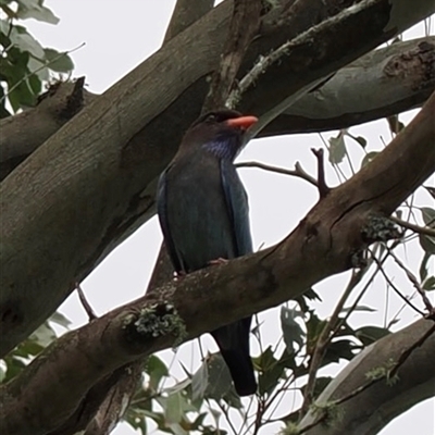 Eurystomus orientalis (Dollarbird) at Kangaroo Valley, NSW - 24 Oct 2024 by lbradley