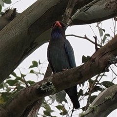 Eurystomus orientalis at Kangaroo Valley, NSW - suppressed