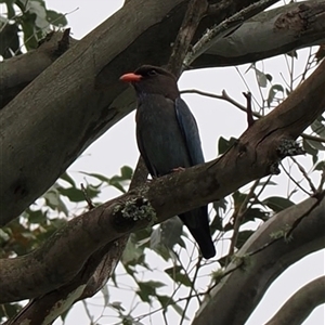 Eurystomus orientalis at Kangaroo Valley, NSW - suppressed