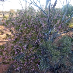 Eremophila alternifolia (Narrow-Leaved Fuchsia Bush) at Menzies, WA - 14 Sep 2024 by Paul4K