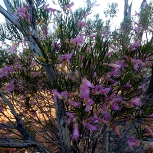 Eremophila alternifolia at Menzies, WA - 14 Sep 2024