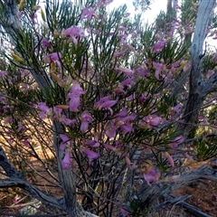 Eremophila alternifolia at Menzies, WA - 14 Sep 2024