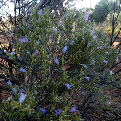 Eremophila scoparia (Silver Emubush, Broom Bush) at Menzies, WA - 14 Sep 2024 by Paul4K