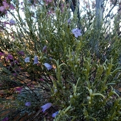 Eremophila scoparia at Menzies, WA - 14 Sep 2024