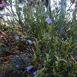 Eremophila scoparia at Menzies, WA - 14 Sep 2024 06:39 PM