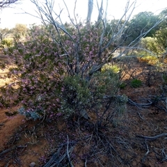 Eremophila scoparia at Menzies, WA - 14 Sep 2024 06:39 PM