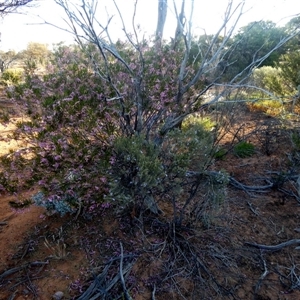 Eremophila scoparia at Menzies, WA - 14 Sep 2024