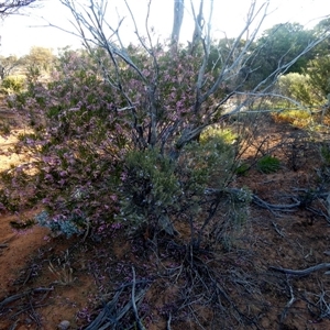 Eremophila scoparia at Menzies, WA - 14 Sep 2024 06:39 PM