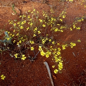 Goodenia pinnatifida at Menzies, WA by Paul4K