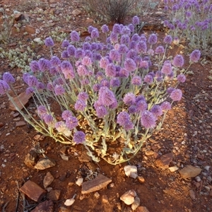 Ptilotus helipteroides (Hairy Mulla Mulla) at Menzies, WA by Paul4K