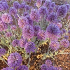 Ptilotus helipteroides at Menzies, WA - 14 Sep 2024