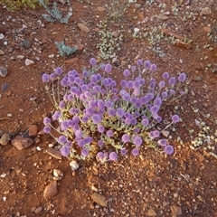 Ptilotus helipteroides at Menzies, WA - 14 Sep 2024 06:45 PM