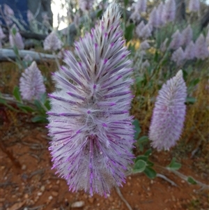 Ptilotus exaltatus (Pink Mulla Mulla) at Menzies, WA by Paul4K