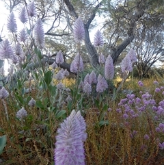 Ptilotus exaltatus at suppressed - suppressed