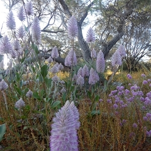 Ptilotus exaltatus at suppressed - 14 Sep 2024