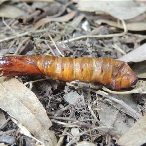 Hepialidae (family) IMMATURES at Conder, ACT - 7 May 2024