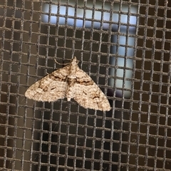 Phrissogonus laticostata (Apple looper moth) at Lyons, ACT - 24 Oct 2024 by ran452