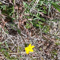 Hypericum gramineum at Mawson, ACT - 24 Oct 2024 11:35 AM