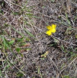 Goodenia pinnatifida at Mawson, ACT - 24 Oct 2024