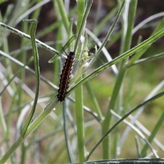 Nyctemera amicus (Senecio Moth, Magpie Moth, Cineraria Moth) at Lyons, ACT - 24 Oct 2024 by ran452