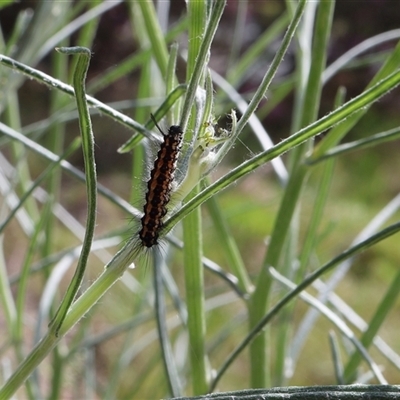 Nyctemera amicus (Senecio Moth, Magpie Moth, Cineraria Moth) at Lyons, ACT - 24 Oct 2024 by ran452