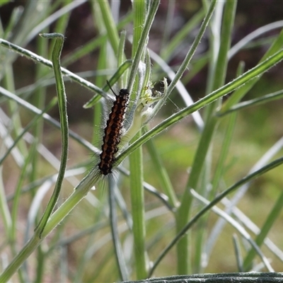 Nyctemera amicus (Senecio Moth, Magpie Moth, Cineraria Moth) at Lyons, ACT - 23 Oct 2024 by ran452