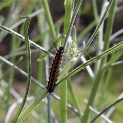 Nyctemera amicus at Lyons, ACT - 24 Oct 2024 10:08 AM