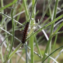 Nyctemera amicus at Lyons, ACT - 24 Oct 2024 10:08 AM