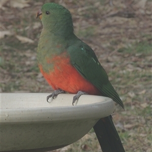 Alisterus scapularis at Conder, ACT - 6 Jul 2024