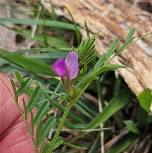 Vicia sativa at Weetangera, ACT - 23 Oct 2024