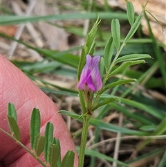 Vicia sativa at Weetangera, ACT - 23 Oct 2024