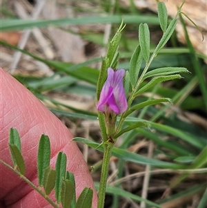 Vicia sativa at Weetangera, ACT - 23 Oct 2024