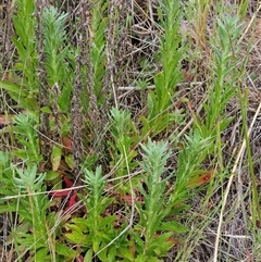 Epilobium billardiereanum (Willowherb) at Weetangera, ACT - 22 Oct 2024 by sangio7