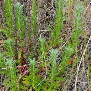 Epilobium billardiereanum at Weetangera, ACT - 23 Oct 2024