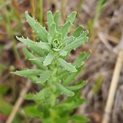 Epilobium billardiereanum at Weetangera, ACT - 23 Oct 2024